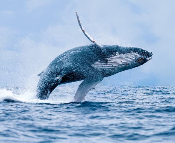 Typer av hval - Typer hval i Balaenopteridae-familien