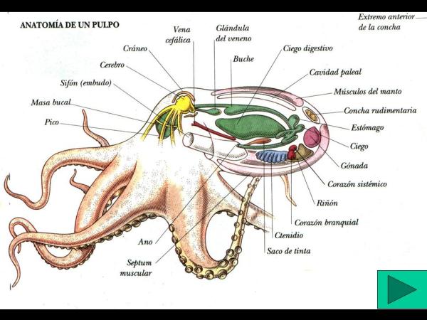 Hvor mange hjerner har en blekksprut?  - Blekksprutens anatomi