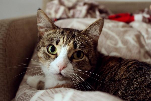 10 ting du ikke visste om katter - 2. Språket deres er veldig komplekst