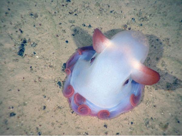 De 7 sjeldneste marine dyrene i verden - 7. Dumbo blekksprut