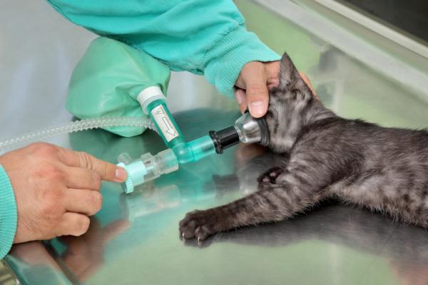 Rektalprolaps hos katter – årsaker, behandling og kirurgi – behandling for rektalprolaps hos katter