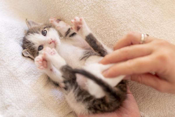 Rektalprolaps hos katter – årsaker, behandling og kirurgi – rektalprolaps hos babykatter