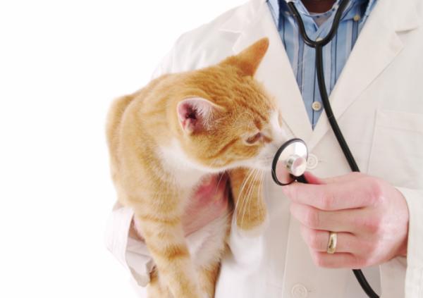 Er aloe vera giftig for katter?  – Aktuelt eller muntlig?