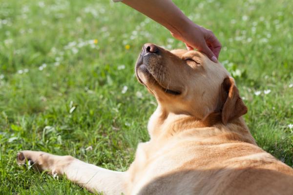 Hvorfor senker hunden min ørene når jeg klapper ham?  – Hvorfor legger hunder ørene tilbake når vi klapper dem?