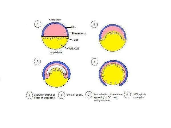 Embryonal utvikling av fisk - Stadier av embryonal utvikling av fisk