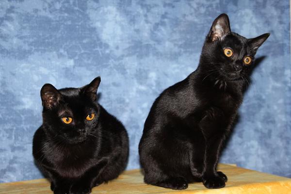 Kjennetegn på svarte katter - Raser av svarte katter