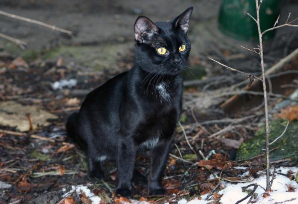Kjennetegn på svarte katter - Svarte katter gjennom historien