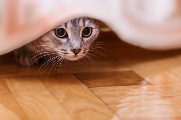 5 tips for å få en katts tillit – 1. Gi den tid til å omstille seg