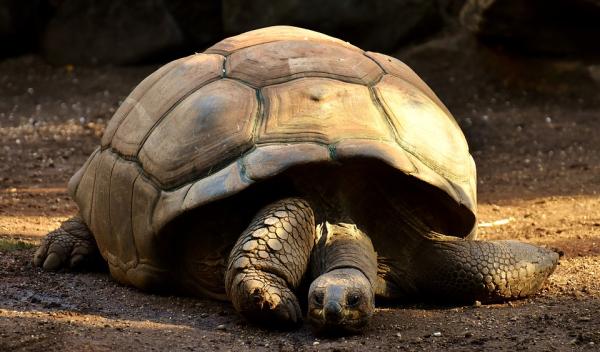 De eldste dyrene på planeten - 8. Galapagos gigantiske skilpadde