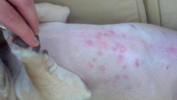 Allergitester for hunder - typer allergier hos hunder