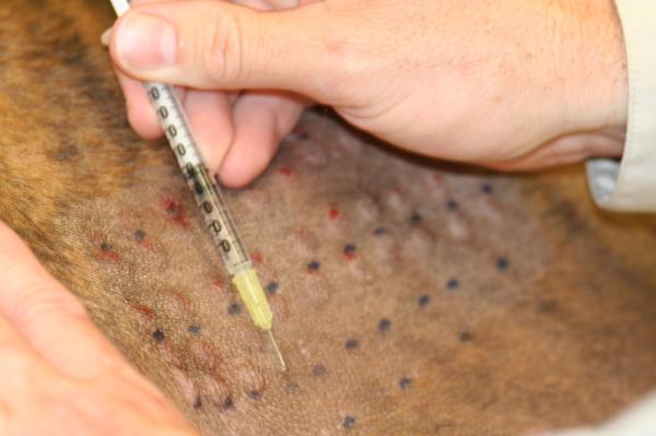 Allergitesting for hunder - Intradermal testing