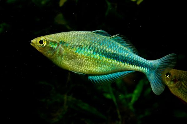 Vakker og lettstelt fisk - Regnbuefisk