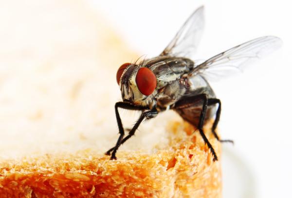 Hvordan holde fluer unna?  – Hvorfor er det så mange fluer i huset mitt?
