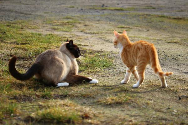 Hvordan vet jeg om kattene mine leker eller slåss?  - 2. Tilnærmingsform og rytme 
