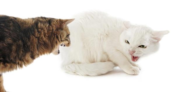 Hvordan vet jeg om kattene mine leker eller slåss?  – Hvordan stoppe kampen mellom to katter?