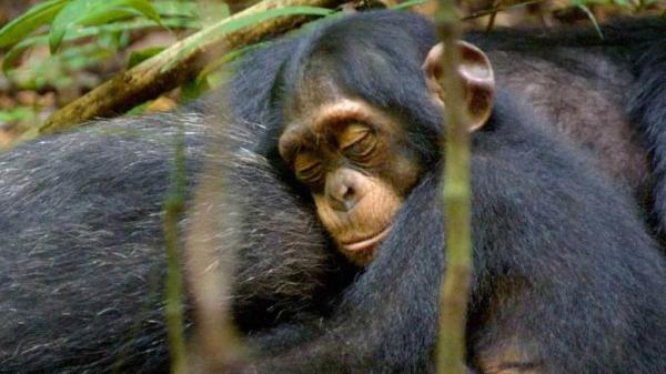 Verdens beste dyredokumentarer - Sjimpanse - Sjimpanser 