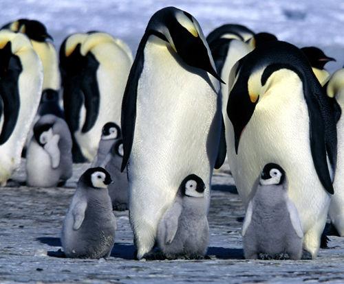 Verdens beste dyredokumentarer - La Marche de l'empereur - Pingvinenes mars