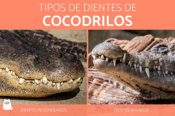 Hvor mange tenner har en krokodille?  - Typer krokodilletenner