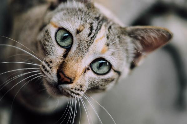 Kan jeg gi katten min antibiotika?  – Du kan ikke gi noen form for medisin til katten din