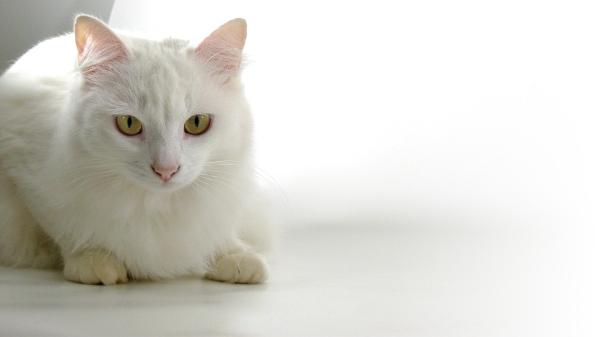 Kan jeg gi katten min antibiotika?  – Hva er antibiotika som kan gis til en katt?