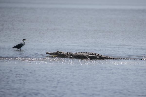 Typer krokodiller - kjennetegn, navn og eksempler - saltvannskrokodiller