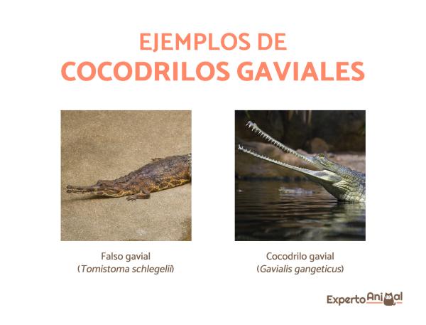 Typer krokodiller - Kjennetegn, navn og eksempler - Hvor mange typer krokodiller finnes det?