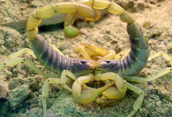 Hvordan formerer skorpioner seg?  - Parringsritualer av skorpioner eller skorpioner