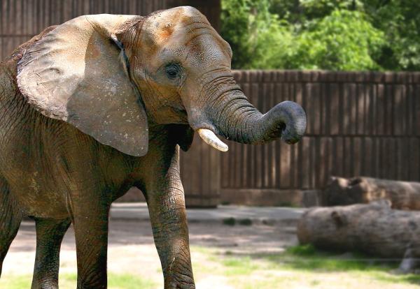 Hvor mange år lever en elefant?  – Forventet levealder til elefanten