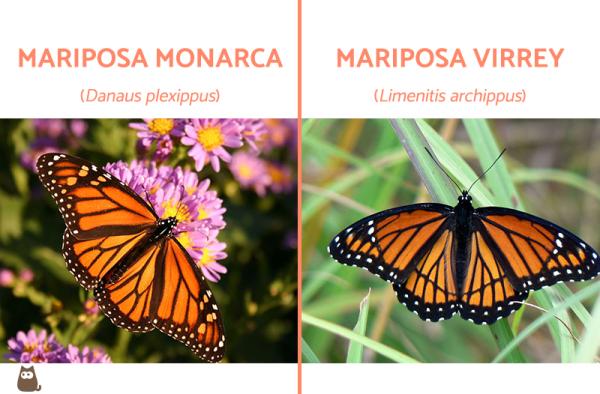 Animal Aposematism - Definisjon og eksempler - Aposematism in Monarch and Viceroy Butterflies