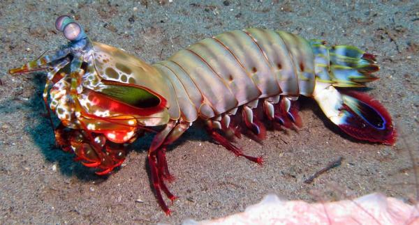 Animal Aposematism - Definisjon og eksempler - Aposematism in Mantis Shrimp