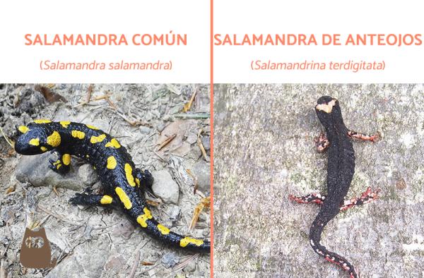 Dyreaposematisme - Definisjon og eksempler - Dyreaposematisme hos salamandere