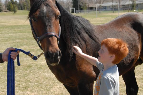 Typer terapier med hester - Hesteterapi