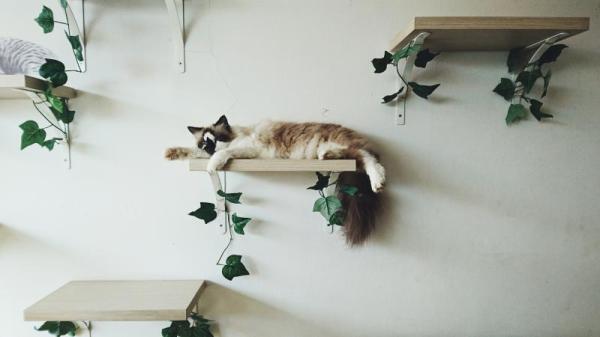 Kattemøbler - Kattehyller