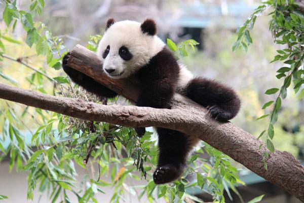 Alt om Panda Bear Habitat - Sichuan naturreservater 