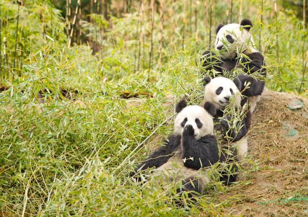 Alt om pandabjørnens habitat - Hvordan er pandabjørnens habitat?