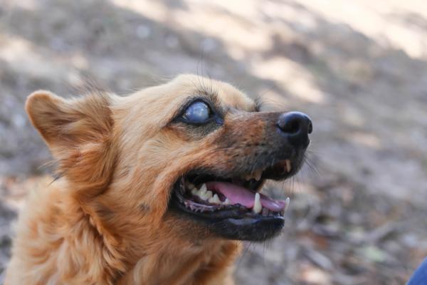 Utvidede pupiller hos hunder - årsaker og behandling - Hunden min har alltid utvidede pupiller