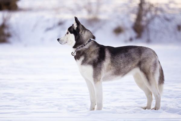 10 kuriositeter om Siberian husky - 1. Det er hunden som ligner mest på ulven