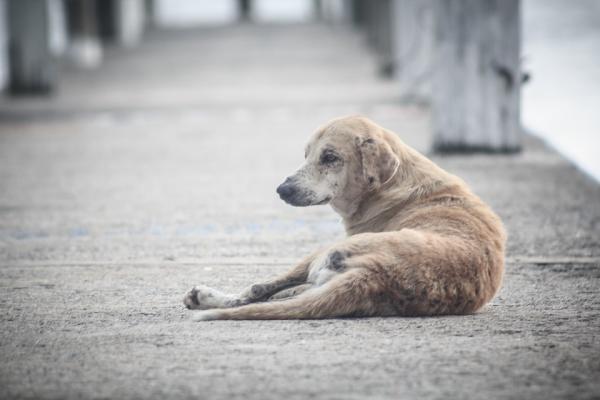 Hvor lenge lever en løshund?  – En forventet levealder redusert av ulike sykdommer