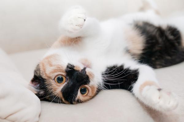 Er det ille å ha katter under graviditet?  – De reneste dyrene