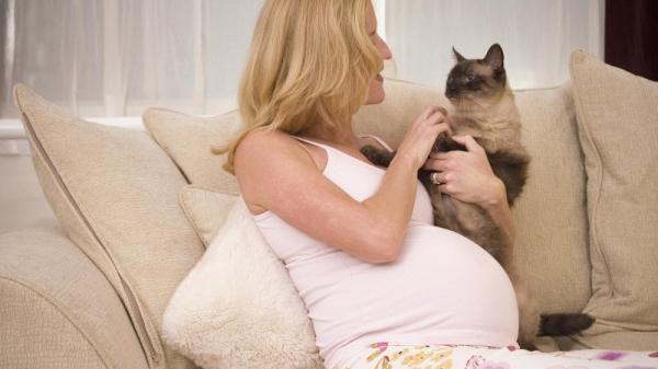 Er det ille å ha katter under graviditet?  - Gravide kvinner og kattehår