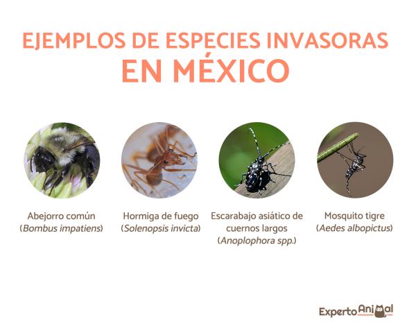 Invasive arter i Mexico - Eksempler - Humle (Bombus impatiens)