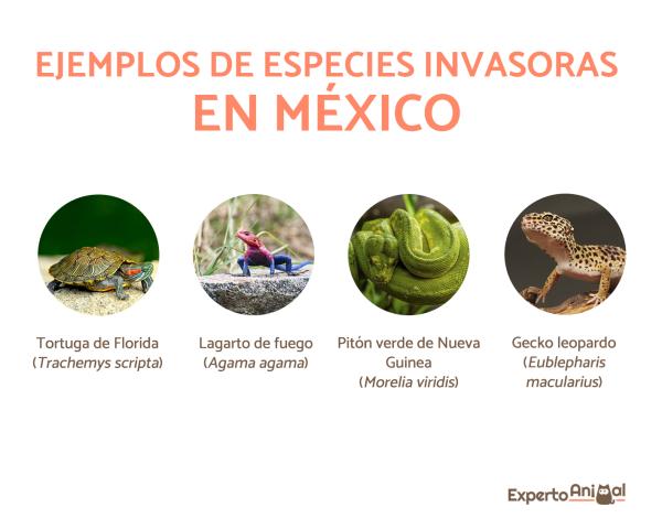 Invasive arter i Mexico - eksempler - Florida skilpadde (Trachemys scripta)