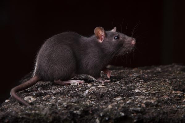 Invasive arter i Mexico - Eksempler - Svart rotte (Rattus rattus)