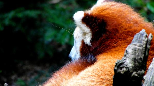Kuriosa om den røde vaskebjørnen - Skikkene til de røde pandaene