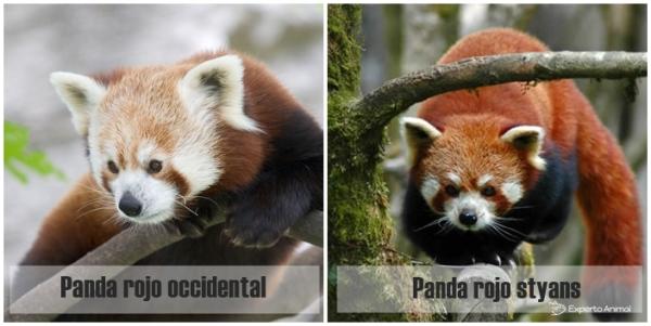 Kuriosa om den røde vaskebjørnen - To typer rød panda