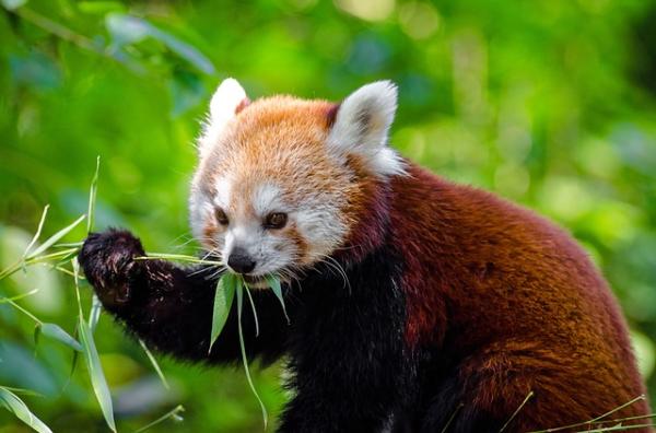 Kuriosa om den røde vaskebjørnen - En diett basert på bambus