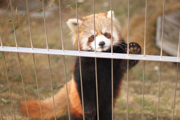 Kuriosa om den røde vaskebjørnen - Flere fakta om den mindre pandaen
