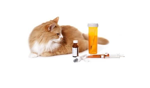 Hva bør en katt med diabetes spise?  - Diabetes