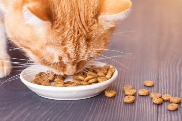 Hva bør en katt med diabetes spise?  - Mate en katt med diabetes