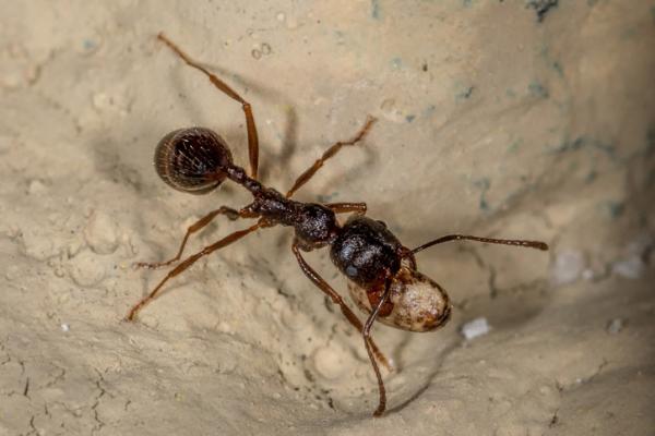 Hva spiser maur?  - Mate maurene
